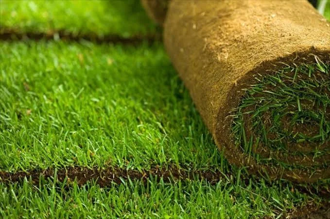 Sân cỏ nhân tạo và sân cỏ tự nhiên ảnh hưởng đến trận bóng đá như thế nào?